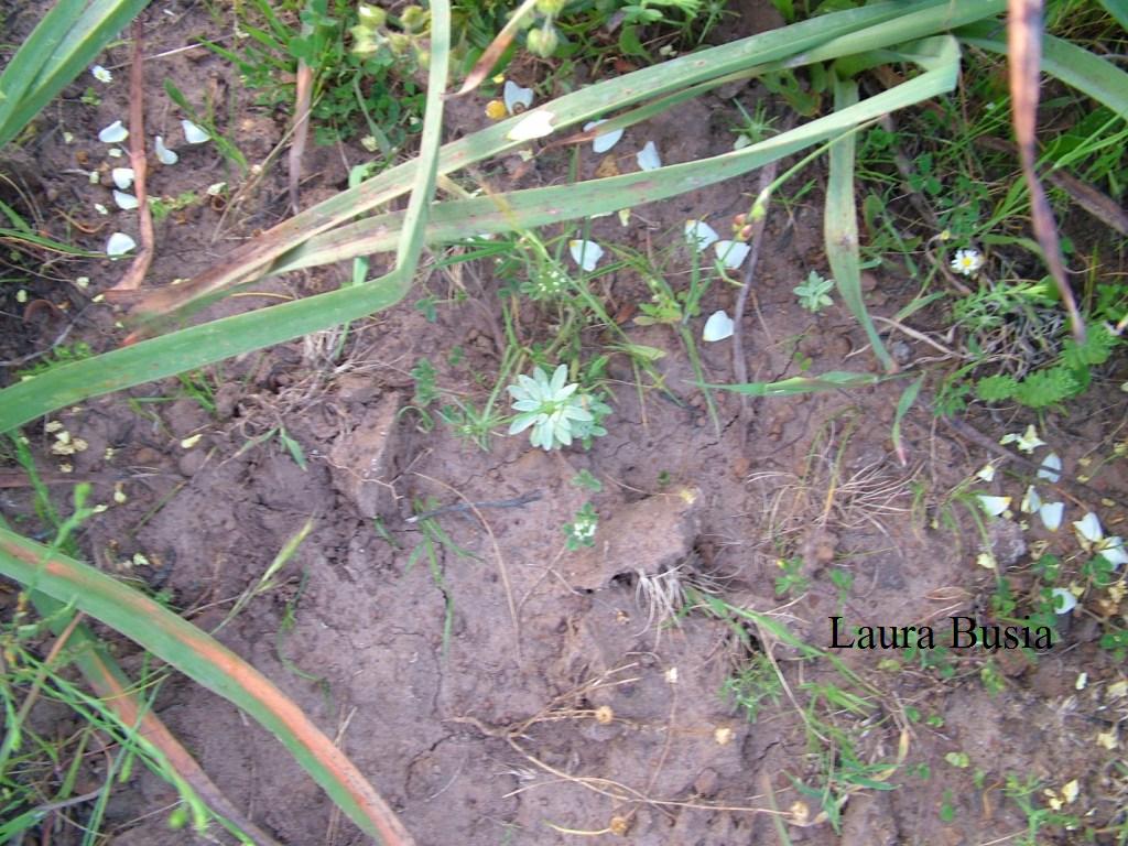 Filago asterisciflora (=Evax asterisciflora) / Evax maggiore